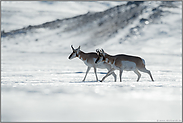 Eiswüste... Gabelbock *Antilocapra americana*