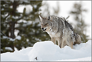 ein Raubtier... Kojote *Canis latrans*