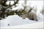 Schlafenszeit... Kojote *Canis latrans*