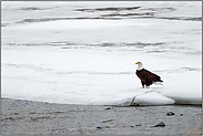 auf dem Eis am Fluss... Weisskopfseeadler *Haliaeetus leucocephalus*