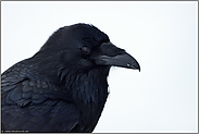 Rabenportrait... Kolkrabe *Corvus corax*