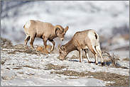 Geschlechtsunterschiede... Dickhornschafe *Ovis canadensis*