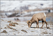 äsend... Dickhornschaf *Ovis canadensis*