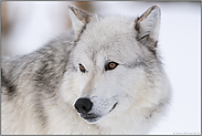 Wolfsaugen... Timberwolf *Canis lupus lycaon*