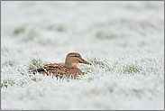 frostige Gräser... Stockente *Anas platyrhynchos*