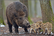 Nachwuchs... Wildschwein *Sus scrofa*