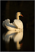 Schwanensee... Höckerschwan *Cygnus olor*