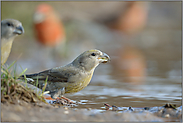 der ganze Trupp... Kiefernkreuzschnabel *Loxia pytyopsittacus*