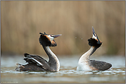 Köpfe schütteln... Haubentaucher *Podiceps cristatus*