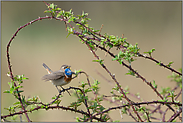 in den Brombeeren... Blaukehlchen *Luscinia svecica