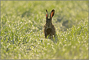 Lebensfreude... Feldhase *Lepus europaeus*