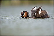 Katzenbuckel... Haubentaucher *Podiceps cristatus*