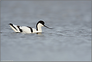 schwimmend... Säbelschnäbler *Recurvirostra avosetta*