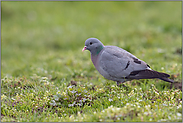 auf der Wiese... Hohltaube *Columba oenas*