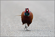 "Road-runner"... Jagdfasan *Phasianus colchicus*