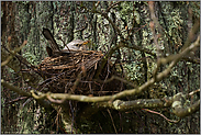 nistend... Wacholderdrossel *Turdus pilaris*