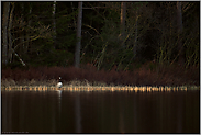 allein auf weiter Flur... Kanadagans *Branta canadensis*