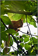 hoch oben im Baum... Eichhörnchen *Sciurus vulgaris*