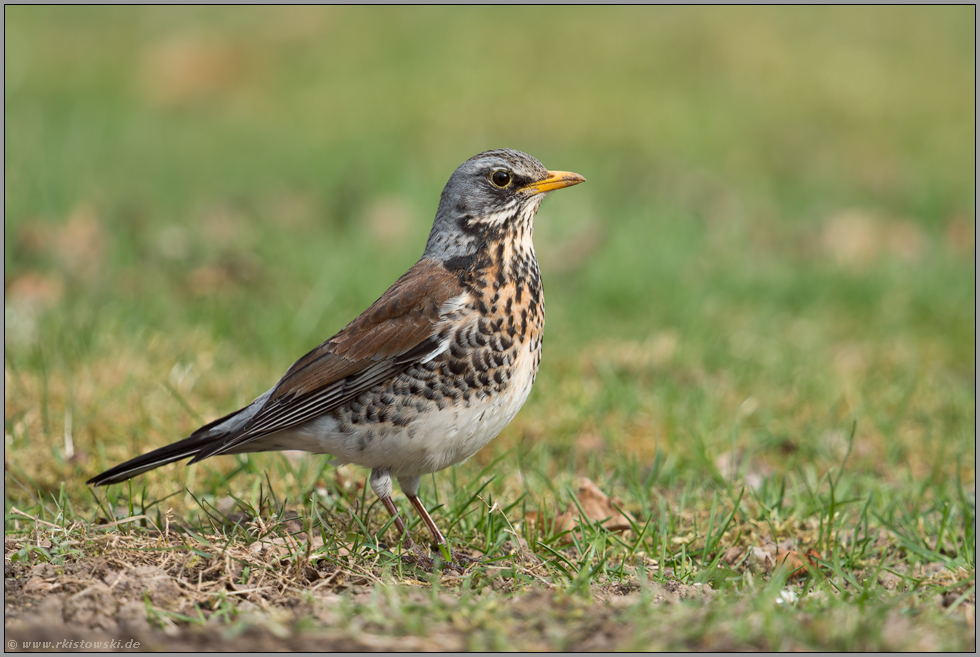 wunderschön gefärbt... Wacholderdrossel *Turdus pilaris ...