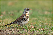 wunderschön gefärbt... Wacholderdrossel *Turdus pilaris*