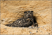 ein kleiner Schnabel lugt hervor... Europäischer Uhu *Bubo bubo*