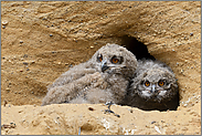 zwei Rabauken... Europäischer Uhu *Bubo bubo*