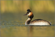 Rückenwind... Haubentaucher *Podiceps cristatus*