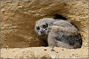 überraschend selbstständig... Europäischer Uhu *Bubo bubo*