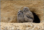 die zwei vom Balkon... Europäischer Uhu *Bubo bubo*