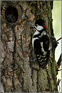 mit aufgestelltem Federschopf... Buntspecht *Dendrocopos major*