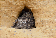 der Altvogel... Europäischer Uhu *Bubo bubo*