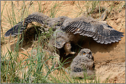 aufwärts geht's... Europäischer Uhu *Bubo bubo*