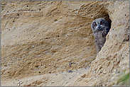 Kontrollblick... Europäischer Uhu *Bubo bubo*