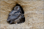 im Eingang zur Nisthöhle... Europäischer Uhu *Bubo bubo*