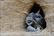 noch ein wenig vorsichtig... Europäischer Uhu *Bubo bubo*