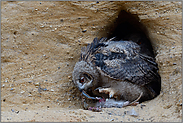 nadelspitze Krallen... Europäischer Uhu *Bubo bubo*