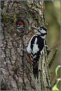 Vater und Sohn... Buntspecht *Dendrocopos major*