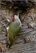 die Futterübergabe... Grünspecht *Picus viridis*