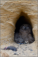 Langeweile... Europäischer Uhu *Bubo bubo*