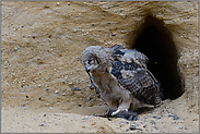 ihm scheint's jedenfalls zu schmecken... Europäischer Uhu *Bubo bubo*