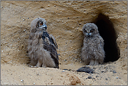 was geht wohl in ihren Köpfen vor... Europäischer Uhu *Bubo bubo*