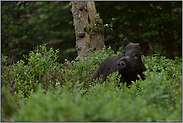 Geruchssinn... Wildschwein  *Sus scrofa*