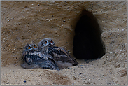 wenn es dunkel wird... Europäischer Uhu *Bubo bubo*