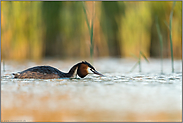 Abendstimmung im Schilf... Haubentaucher *Podiceps cristatus*