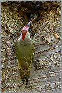 die Fütterung... Grünspecht *Picus viridis*