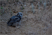 in der Dämmerung... Europäischer Uhu *Bubo bubo*