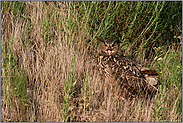 Warnruf... Europäischer Uhu *Bubo bubo*