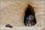 Augenpaare... Europäischer Uhu *Bubo bubo*