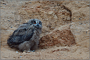 der Infanterist... Europäischer Uhu *Bubo bubo*