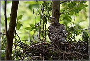 am Nest... Sperber *Accipiter nisus*